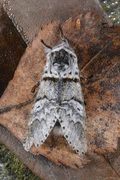 Sallow Kitten (Furcula furcula)
