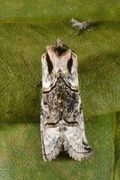 The Spectacle (Abrostola tripartita)