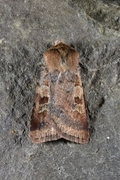 Small Square-spot (Diarsia rubi)