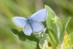Idas blue (Plebejus idas)
