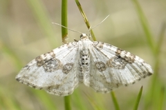 Hvit båndmåler (Xanthorhoe montanata)