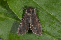 Kileengfly (Apamea crenata)