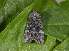 Glaucous Shears (Papestra biren)