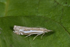 Hook-streaked Grass-Veneer (Crambus lathoniellus)