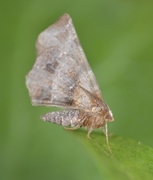 Blek månemåler (Selenia dentaria)