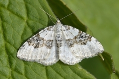 Hvit båndmåler (Xanthorhoe montanata)