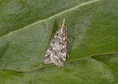 Heimosemott (Eudonia sudetica)