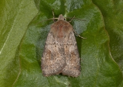 Ingrailed Clay (Diarsia mendica)