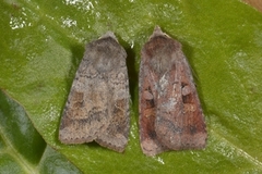 Ingrailed Clay (Diarsia mendica)