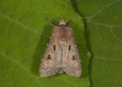 Heart and Dart (Agrotis exclamationis)