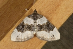 Purple Bar (Cosmorhoe ocellata)