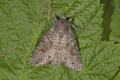 Pale Shining Brown (Polia bombycina)