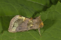 Burnished Brass (Diachrysia chrysitis)