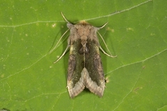 Burnished Brass (Diachrysia chrysitis)