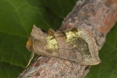 Burnished Brass (Diachrysia chrysitis)