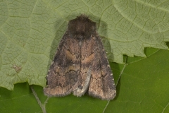 Skyggefly (Rusina ferruginea)