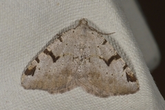 The V-Moth (Macaria wauaria)