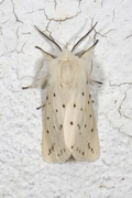 White Ermine (Spilosoma lubricipeda)