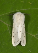 Punkttigerspinner (Spilosoma lubricipeda)