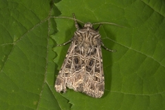 Nettnellikfly (Sideridis reticulata)