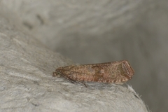 Barred Marble (Celypha striana)