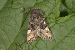Small Angle Shades (Euplexia lucipara)