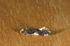 Svarthvit reirmøll (Monopis spilotella)