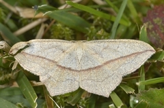 Blood-vein (Timandra comae)