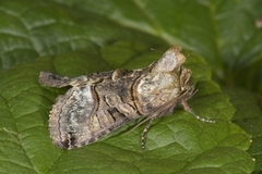 The Spectacle (Abrostola tripartita)