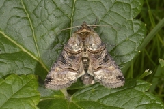 The Spectacle (Abrostola tripartita)
