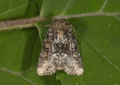 Marbled Minor (Oligia strigilis)