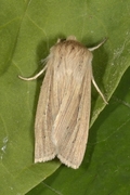 Brungult gressfly (Mythimna impura)