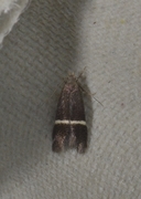 Syncopacma cinctella