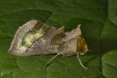 Burnished Brass (Diachrysia chrysitis)