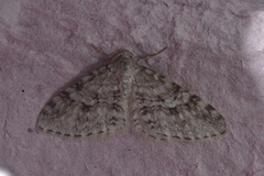 Welsh Wave (Venusia cambrica)