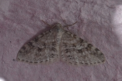 Rognemåler (Venusia cambrica)