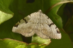 The V-Moth (Macaria wauaria)