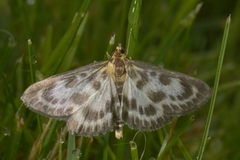 Small Magpie (Anania hortulata)