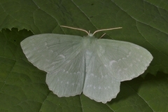 Kjempebladmåler (Geometra papilionaria)