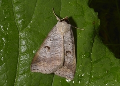 Engvikkefly (Lygephila pastinum)