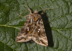Beautiful Golden Y (Autographa pulchrina)