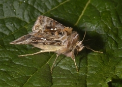 Fiolettbrunt metallfly (Autographa pulchrina)