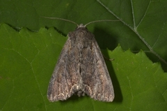 Brunt lundfly (Lacanobia suasa)