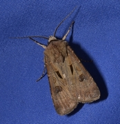 Heart and Dart (Agrotis exclamationis)