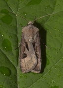 Heart and Dart (Agrotis exclamationis)