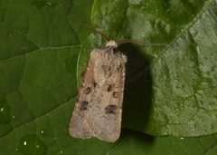 Brunpudret jordfly (Agrotis clavis)