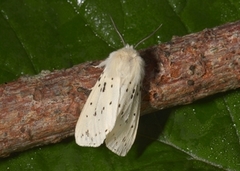 Punkttigerspinner (Spilosoma lubricipeda)