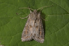 Vinkelhakefly (Polia bombycina)