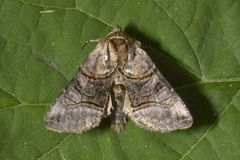 The Spectacle (Abrostola tripartita)