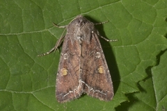 Bright-line Brown-eye (Lacanobia oleracea)